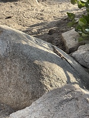 Sceloporus occidentalis occidentalis