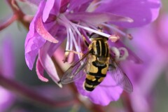 Helophilus neoaffinis