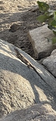 Sceloporus occidentalis occidentalis