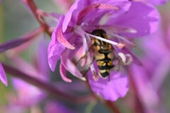 Helophilus neoaffinis