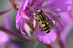Helophilus neoaffinis