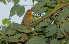 Phacellodomus erythrophthalmus