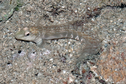 Rondkop-slijmvis (Omobranchus rotundiceps) — Blenniidae
