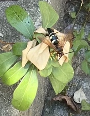 Sphecius speciosus
