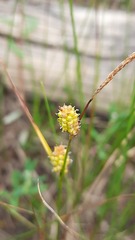 Carex rotundata