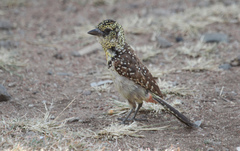 Trachyphonus darnaudii usambiro