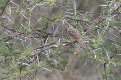 Cisticola chiniana