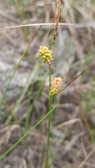 Carex rotundata