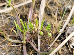 Spergularia canadensis