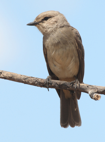 African Gray Flycatcher
