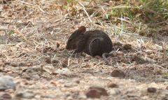 Arvicanthis niloticus