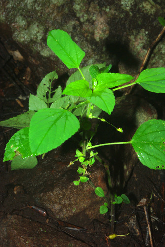 Acalypha indica image