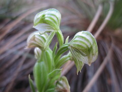 Pterostylis vittata