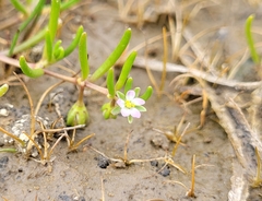 Spergularia canadensis