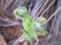 Pterostylis vittata