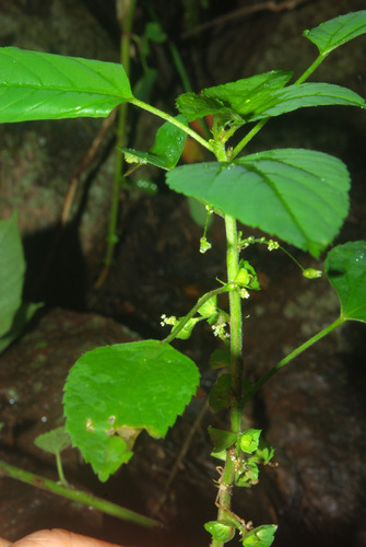 Acalypha indica var. indica image