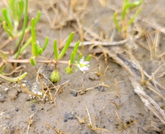 Spergularia canadensis