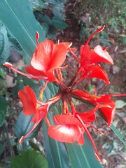 Hedychium coccineum