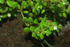 Crassula expansa subsp. fragilis image