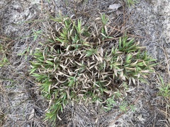 Dichanthelium commonsianum