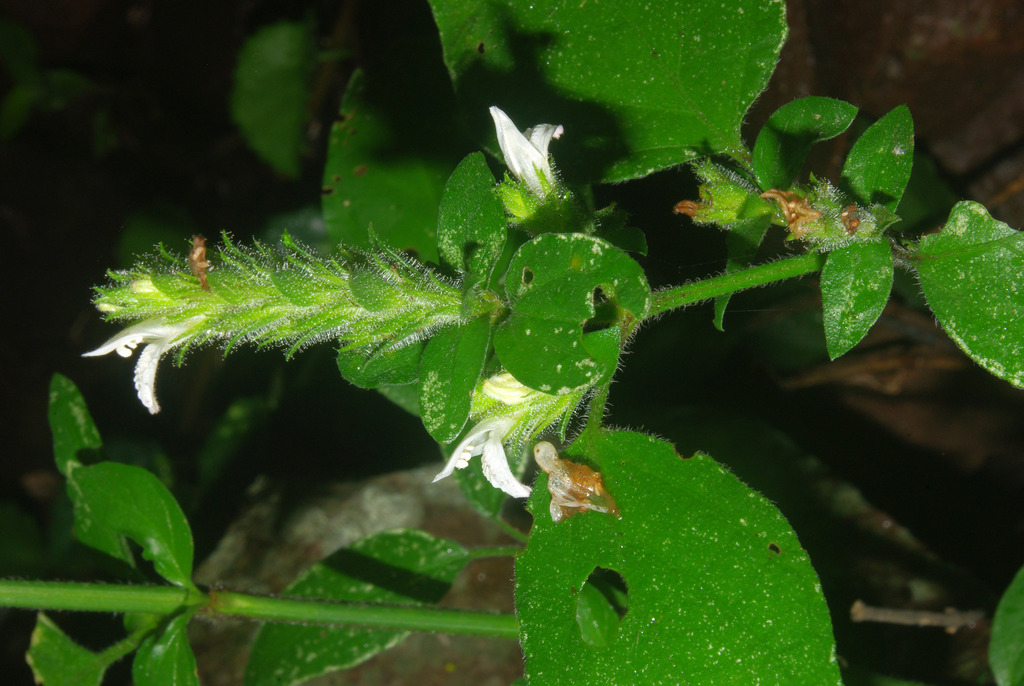 Isoglossa glandulosissima
