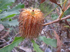 Banksia quercifolia