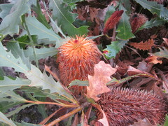 Banksia quercifolia