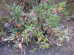 Banksia quercifolia