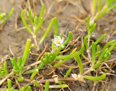 Spergularia canadensis