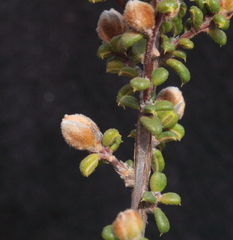 Hibbertia pachyphylla