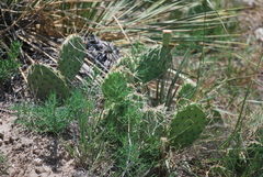 Opuntia cymochila