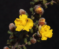 Hibbertia pachyphylla