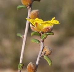 Hibbertia pachyphylla