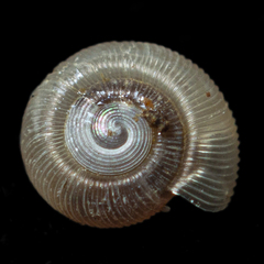 Roblinella