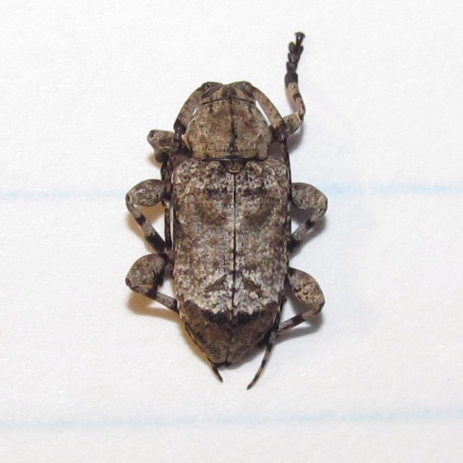 Leptostylus