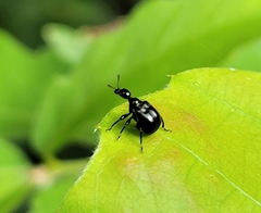 Compsapoderus erythrogaster