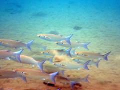 Crenimugil crenilabis