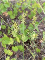 Cyperus hystricinus