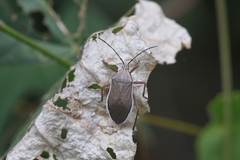 Anasa uhleri