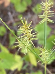 Cyperus hystricinus