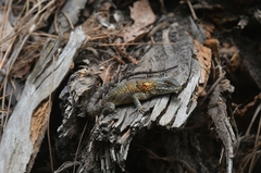 Sceloporus torquatus binocularis