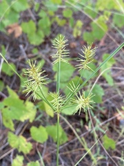 Cyperus hystricinus