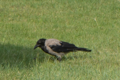 Corvus cornix