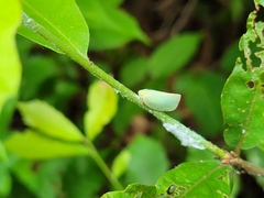 Geisha distinctissima