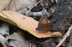 Cissia rubricata rubricata