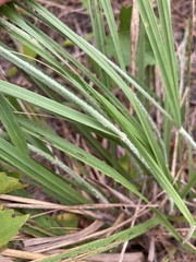 Aristida lanosa