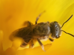 Halictus