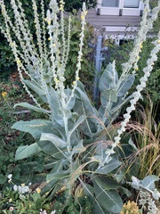 Verbascum