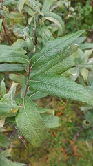Salix lapponum