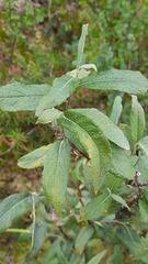 Salix lapponum